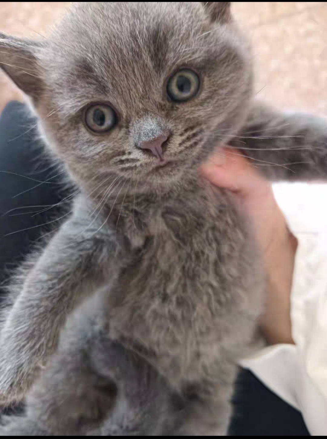 纯种英短蓝猫小猫找新家